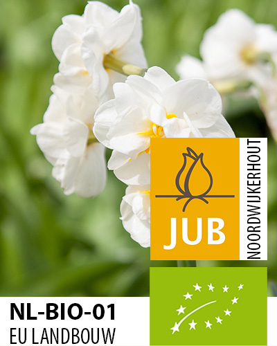 NARCISY BIO CIBULOVINY Bridal Crown 10/12, 100 ks